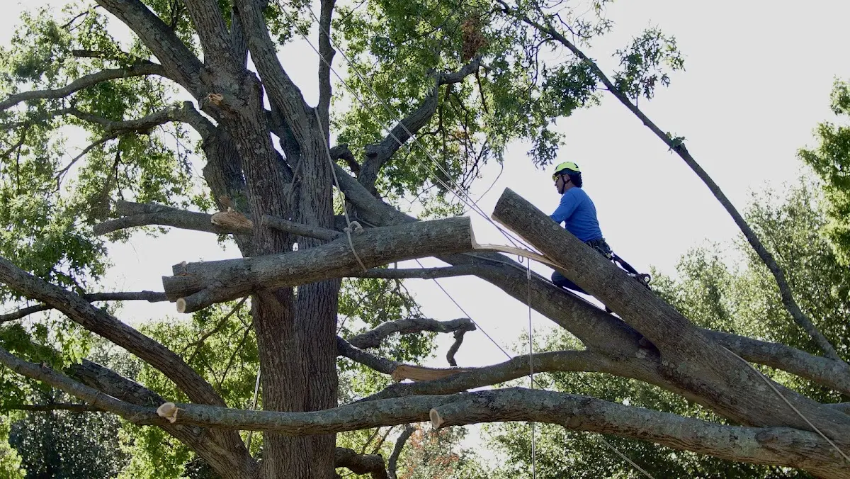 Professional Crown Thinning performed by certified arborists in Jackhorn